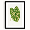 Caladium Pictum Leaf - Romanticism Botanical Canvas Wall Art