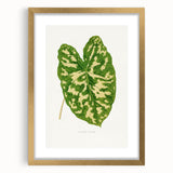Caladium Pictum Leaf - Romanticism Botanical Canvas Wall Art