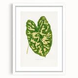 Caladium Pictum Leaf - Romanticism Botanical Canvas Wall Art