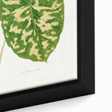 Caladium Pictum Leaf - Romanticism Botanical Canvas Wall Art