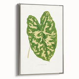 Caladium Pictum Leaf - Romanticism Botanical Canvas Wall Art