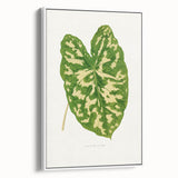 Caladium Pictum Leaf - Romanticism Botanical Canvas Wall Art