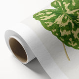 Caladium Pictum Leaf - Romanticism Botanical Canvas Wall Art