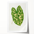 Caladium Pictum Leaf - Romanticism Botanical Canvas Wall Art