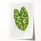 Caladium Pictum Leaf - Romanticism Botanical Canvas Wall Art