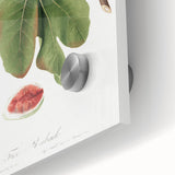 Common Fig Botanical Art - Romanticism Print by Giorgio Gallesio