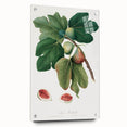Common Fig Botanical Art - Romanticism Print by Giorgio Gallesio