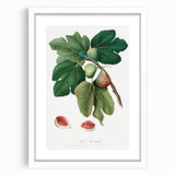 Common Fig Botanical Art - Romanticism Print by Giorgio Gallesio