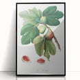 Common Fig Botanical Art - Romanticism Print by Giorgio Gallesio