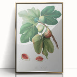 Common Fig Botanical Art - Romanticism Print by Giorgio Gallesio