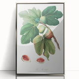 Common Fig Botanical Art - Romanticism Print by Giorgio Gallesio