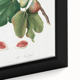 Common Fig Botanical Art - Romanticism Print by Giorgio Gallesio