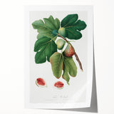 Common Fig Botanical Art - Romanticism Print by Giorgio Gallesio