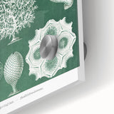 Vintage Scientific Wall Art - Detailed Marine Life Illustration in Green