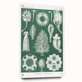 Vintage Scientific Wall Art - Detailed Marine Life Illustration in Green