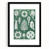 Vintage Scientific Wall Art - Detailed Marine Life Illustration in Green