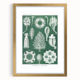 Vintage Scientific Wall Art - Detailed Marine Life Illustration in Green