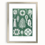 Vintage Scientific Wall Art - Detailed Marine Life Illustration in Green