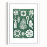 Vintage Scientific Wall Art - Detailed Marine Life Illustration in Green
