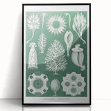 Vintage Scientific Wall Art - Detailed Marine Life Illustration in Green