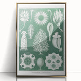 Vintage Scientific Wall Art - Detailed Marine Life Illustration in Green