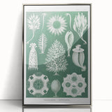 Vintage Scientific Wall Art - Detailed Marine Life Illustration in Green