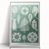 Vintage Scientific Wall Art - Detailed Marine Life Illustration in Green