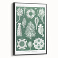 Vintage Scientific Wall Art - Detailed Marine Life Illustration in Green