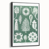 Vintage Scientific Wall Art - Detailed Marine Life Illustration in Green