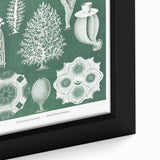 Vintage Scientific Wall Art - Detailed Marine Life Illustration in Green