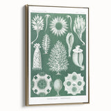 Vintage Scientific Wall Art - Detailed Marine Life Illustration in Green