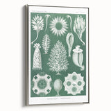 Vintage Scientific Wall Art - Detailed Marine Life Illustration in Green