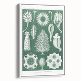 Vintage Scientific Wall Art - Detailed Marine Life Illustration in Green
