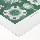 Vintage Scientific Wall Art - Detailed Marine Life Illustration in Green