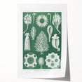 Vintage Scientific Wall Art - Detailed Marine Life Illustration in Green