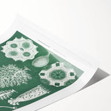 Vintage Scientific Wall Art - Detailed Marine Life Illustration in Green