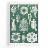 Vintage Scientific Wall Art - Detailed Marine Life Illustration in Green