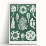 Vintage Scientific Wall Art - Detailed Marine Life Illustration in Green
