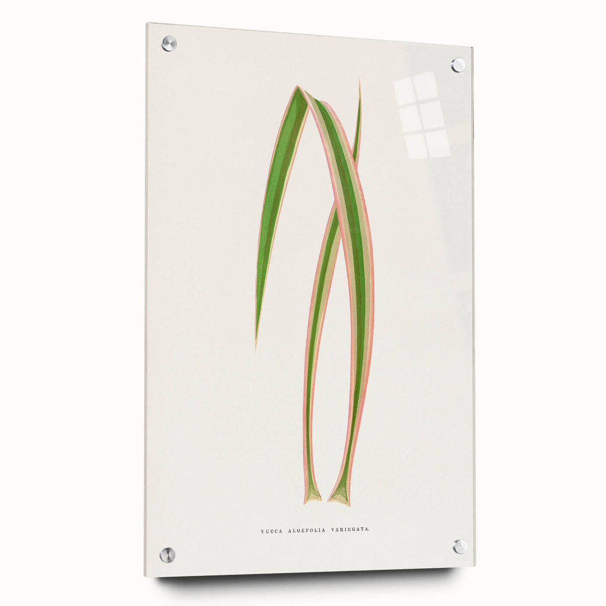 Yucca Aloefolia Leaf - Romantic Botanical Canvas Wall Art