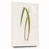 Yucca Aloefolia Leaf - Romantic Botanical Canvas Wall Art