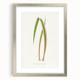 Yucca Aloefolia Leaf - Romantic Botanical Canvas Wall Art