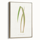 Yucca Aloefolia Leaf - Romantic Botanical Canvas Wall Art