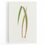 Yucca Aloefolia Leaf - Romantic Botanical Canvas Wall Art