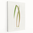 Yucca Aloefolia Leaf - Romantic Botanical Canvas Wall Art
