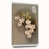 Orchid Botanical Art - Odontoglossum Romanticism Canvas Print