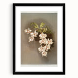 Orchid Botanical Art - Odontoglossum Romanticism Canvas Print