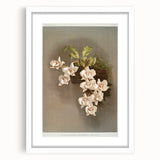 Orchid Botanical Art - Odontoglossum Romanticism Canvas Print