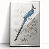 Black-Throated Magpie Jay - Romanticism Bird Illustration Wall Art