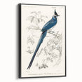 Black-Throated Magpie Jay - Romanticism Bird Illustration Wall Art