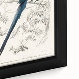 Black-Throated Magpie Jay - Romanticism Bird Illustration Wall Art